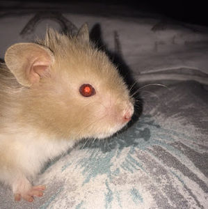 Meet your Posher, Cheyenne